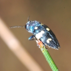 Astraeus (Astraeus) pygmaeus at Kiora, NSW - 20 Dec 2022 02:53 PM