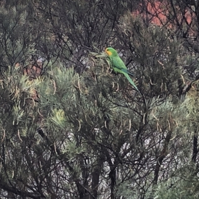 Polytelis swainsonii (Superb Parrot) at Belconnen, ACT - 22 Dec 2022 by JohnGiacon