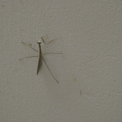 Mantodea (order) (Unidentified praying mantis) at Flea Bog Flat to Emu Creek Corridor - 21 Dec 2022 by JohnGiacon