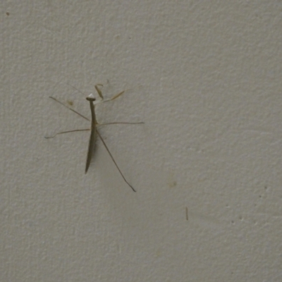 Mantodea (order) (Unidentified praying mantis) at Emu Creek - 21 Dec 2022 by JohnGiacon