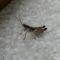 Phaulacridium vittatum (Wingless Grasshopper) at Flea Bog Flat to Emu Creek Corridor - 22 Dec 2022 by JohnGiacon