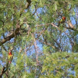 Platycercus eximius at Jamberoo, NSW - 22 Dec 2022