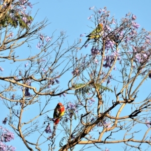 Platycercus eximius at Jamberoo, NSW - 22 Dec 2022