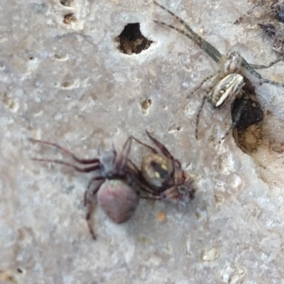 Unidentified Orb-weaving spider (several families) at Majors Creek, NSW - 18 Dec 2022 by LyndalT