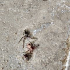 Unidentified Orb-weaving spider (several families) at Majors Creek, NSW - 18 Dec 2022 by LyndalT