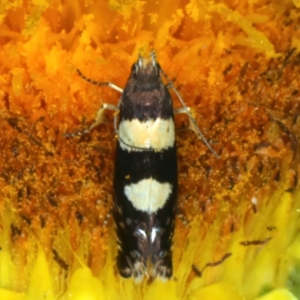 Glyphipterix chrysoplanetis at Ainslie, ACT - 21 Dec 2022