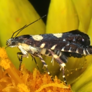 Glyphipterix chrysoplanetis at Ainslie, ACT - 21 Dec 2022