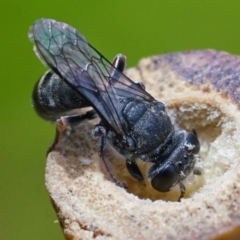 Crabronidae (family) (Sand wasp) at Page, ACT - 21 Dec 2022 by DonTaylor