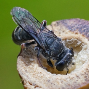 Crabronidae (family) at Page, ACT - 21 Dec 2022 01:42 PM