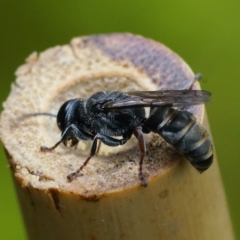 Crabronidae (family) at Page, ACT - 21 Dec 2022