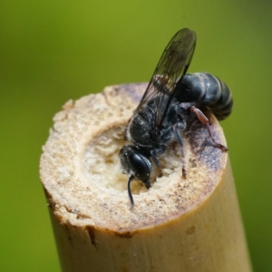 Crabronidae (family) at Page, ACT - 21 Dec 2022