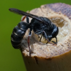 Crabronidae (family) at Page, ACT - 21 Dec 2022