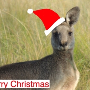 Macropus giganteus at Pretty Beach, NSW - 23 Dec 2022 09:59 AM