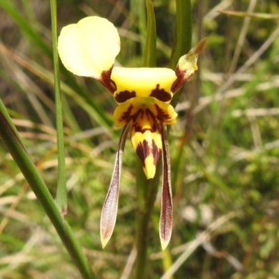Diuris sulphurea (Tiger Orchid) at Cotter River, ACT - 21 Dec 2022 by JohnBundock