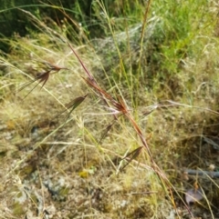 Themeda triandra (Kangaroo Grass) at Karabar, NSW - 22 Dec 2022 by danswell