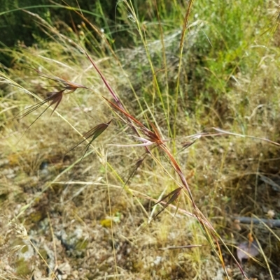 Themeda triandra (Kangaroo Grass) at Karabar, NSW - 22 Dec 2022 by danswell