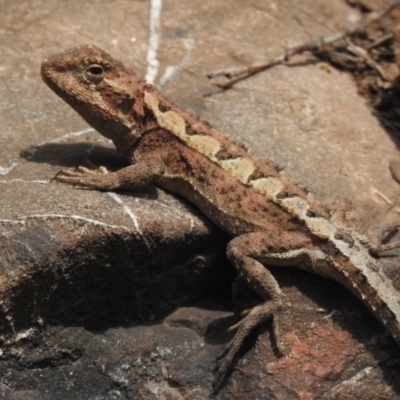 Rankinia diemensis (Mountain Dragon) at Namadgi National Park - 21 Dec 2022 by JohnBundock