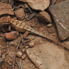 Rankinia diemensis at Cotter River, ACT - 21 Dec 2022 01:49 PM