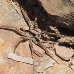 Lycosidae (family) (Unidentified wolf spider) at Tidbinbilla Nature Reserve - 21 Dec 2022 by JohnBundock