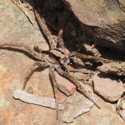 Lycosidae (family) (Unidentified wolf spider) at Tidbinbilla Nature Reserve - 21 Dec 2022 by JohnBundock