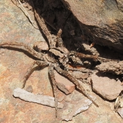 Lycosidae (family) (Unidentified wolf spider) at Paddys River, ACT - 21 Dec 2022 by JohnBundock