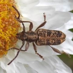 Pempsamacra dispersa (Longhorn beetle) at Tidbinbilla Nature Reserve - 21 Dec 2022 by JohnBundock