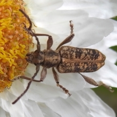 Pempsamacra dispersa (Longhorn beetle) at Paddys River, ACT - 21 Dec 2022 by JohnBundock