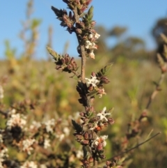 Leucopogon attenuatus (Small-leaved Beard Heath) at Richardson, ACT - 15 Oct 2022 by michaelb