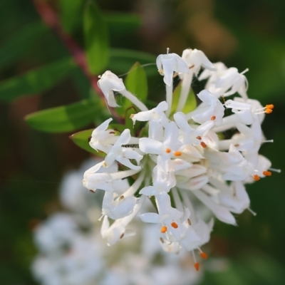 Pimelea (genus) (Rice Flower) at Pambula Beach, NSW - 23 Dec 2022 by KylieWaldon