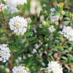Pimelea sp. at Pambula Beach, NSW - 23 Dec 2022 07:28 AM