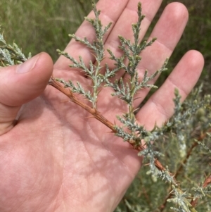 Cupressus sp. at Yarralumla, ACT - 11 Nov 2022