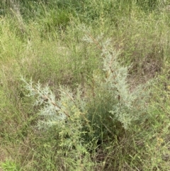 Cupressus sp. at Yarralumla, ACT - 11 Nov 2022