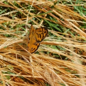 Heteronympha merope at Symonston, ACT - 23 Dec 2022 10:39 AM