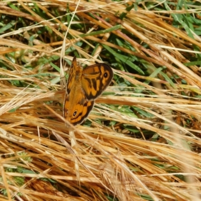 Heteronympha merope (Common Brown Butterfly) at Symonston, ACT - 23 Dec 2022 by CallumBraeRuralProperty