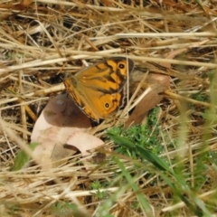 Heteronympha merope at Symonston, ACT - 23 Dec 2022 10:39 AM