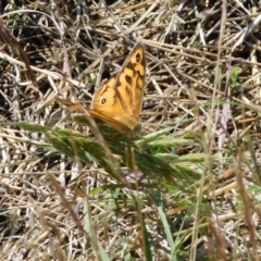 Heteronympha merope at Symonston, ACT - 23 Dec 2022 10:39 AM