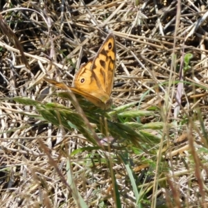 Heteronympha merope at Symonston, ACT - 23 Dec 2022