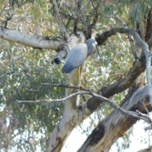 Egretta novaehollandiae at Symonston, ACT - 15 Dec 2022