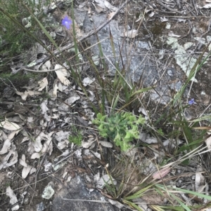 Persoonia rigida at Tennent, ACT - 4 Dec 2022 05:04 PM