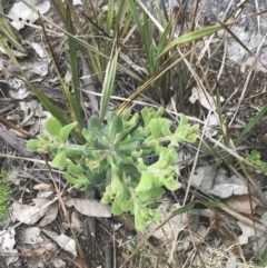 Persoonia rigida at Tennent, ACT - 4 Dec 2022 05:04 PM