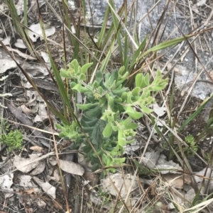 Persoonia rigida at Tennent, ACT - 4 Dec 2022 05:04 PM