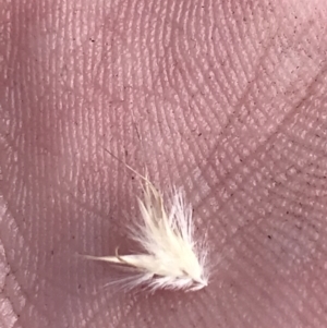Rytidosperma tenuius at Tennent, ACT - 4 Dec 2022