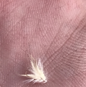Rytidosperma tenuius at Tennent, ACT - 4 Dec 2022