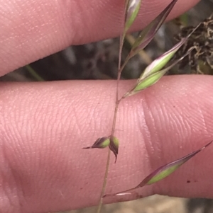 Rytidosperma tenuius at Tharwa, ACT - 4 Dec 2022