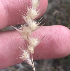 Rytidosperma tenuius at Tennent, ACT - 4 Dec 2022