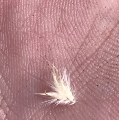 Rytidosperma tenuius at Tennent, ACT - 4 Dec 2022