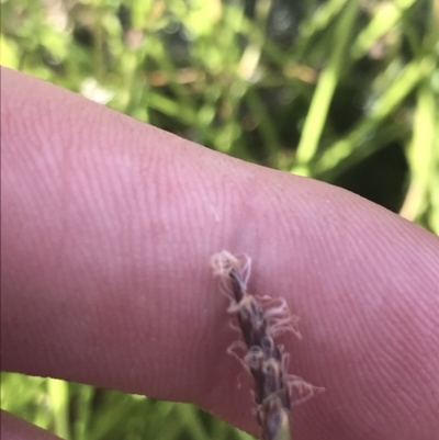 Eleocharis atricha (Tuber Spikerush) at Tharwa, ACT - 4 Dec 2022 by Tapirlord