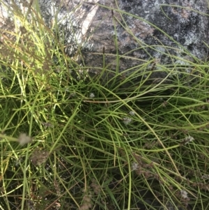 Eleocharis atricha at Tharwa, ACT - 4 Dec 2022