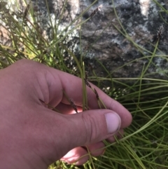 Eleocharis atricha at Tharwa, ACT - 4 Dec 2022 04:54 PM