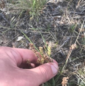 Plantago gaudichaudii at Tennent, ACT - 4 Dec 2022